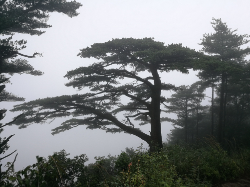 Old-growth trees, such as the one pictured in the center, are more drought resistant than surrounding young trees of the same species (Pinus kwangtungensis). Photo credit: Dr Jinbao Li.